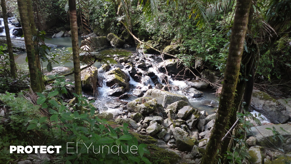 Protect El Yunque Rainforest from Corrosive Development